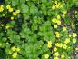 Preview: Waldsteinia ternata ist ein flacher gelbblühender Bodendecker.