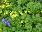 Preview: Frischer hellgrüner Laubaustrieb und gelbe Blüten im April - die niedrige Golderdbeere
