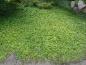 Preview: Idealer Bodendecker für viele Standorte: Waldsteinia ternata
