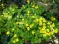Preview: Waldsteinia ternata - gelber Blütenflor