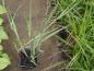 Preview: Panicum virgatum Heavy Metal