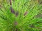 Preview: Pennisetum-alopecuroides-var-viridescens