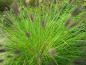 Preview: Pennisetum-alopecuroides-var-viridescens