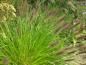 Preview: Pennisetum-alopecuroides-var-viridescens