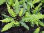 Preview: Blechnum spicant