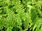 Preview: Typisches Sommerblatt bei Dryopteris filix-mas