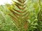 Preview: .Dryopteris filix-mas