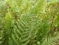 Preview: .Dryopteris filix-mas