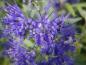 Preview: Blüten von Caryopteris Heavenly Blue
