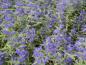 Preview: Caryopteris Heavenly Blue in herbstlicher Blüte