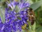 Preview: Schöne Bienenweide: Bartblume Heavenly Blue