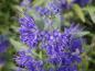 Preview: Blüte der Bartblume Heavenly Blue