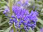 Preview: Caryopteris clandonensis Heavenly Blue in Blüte, Aufnahme von Mitte September