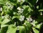 Preview: Im Mai erblühen die zahlreichen weißen Blütendolden des Bärlauchs.