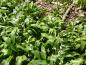 Preview: Weißblühende, einheimisch Waldpflanze - der Waldknoblauch