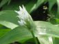 Preview: Weiße Bärlauch-Blüte