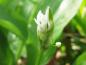 Preview: Weiße Blüte des Bärlauch, Allium ursinum