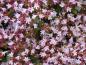 Preview: Nahaufnahme der Blüte von .Origanum vulgare