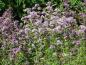 Preview: Blüte von Origanum vulgare