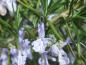 Preview: Rosmarin, Rosmarinus officinalis