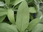 Preview: Schlankes Blatt des Salvia officinalis
