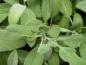 Preview: Salvia officinalis - frischer Austrieb