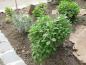 Preview: Duftgarten mit Salbei, Salvia officinalis