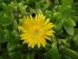 Preview: .Delosperma lineare