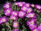 Preview: Mittagsblume, Stauden-Mittagsblume