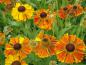 Preview: Helenium Waltraud