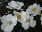 Preview: Blütenflor der Rose Escimo