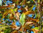 Preview: Castanea sativa mit gelber Herbstfärbung