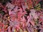 Preview: Herbstlaub von Spiraea japonica Froebelii