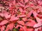 Preview: Herbstfärbung von Spiraea japonica Froebelii