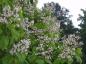 Preview: Weiße Blüten des Trompetenbaumes