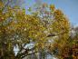 Preview: Trompetenbaum mit gelber Herbstfärbung
