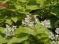 Preview: Trompetenbaum, Catalpa bignonioides - weiße Blüten