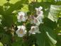 Preview: Weiße Blüten des Trompetenbaums, Catalpa bignonioides