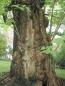 Preview: Stamm eines sehr alten Trompetenbaumes