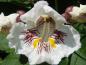 Preview: Catalpa bignonioides: Detail der weißen Blüte