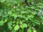 Preview: Das sommergrüne Blatt des Catalpa bignonioides