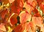 Preview: Schöne rote Herbstfärbung bei Acer davidii