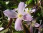 Preview: Bergwaldrebe Rubens - rosa Blüten