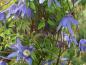 Preview: Alpenwaldrebe, Clematis alpina