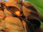 Preview: Die Frucht der Magnolia grandiflora enthält zahlreiche orange Samen.