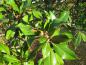 Preview: Die immergrünen Blätter der großblumigen Magnolie