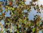 Preview: Die immergrüne Magnolie im Dezember