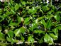 Preview: Frisches Grün auch im Winter: Magnolia grandiflora