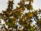 Preview: Unterseits sind die Blätter der immergrünen Magnolie dicht braun behaart.