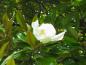 Preview: Sommerliche weiße Blüte der immergrünen Magnolie